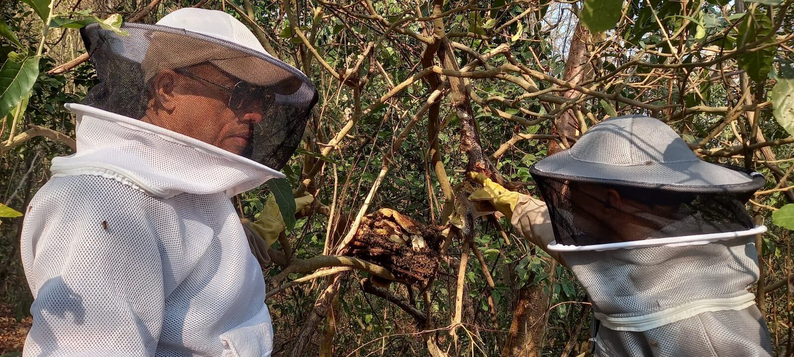 Se convoca a mesa institucional para coordinar atención de casos de abejas en Cartagena