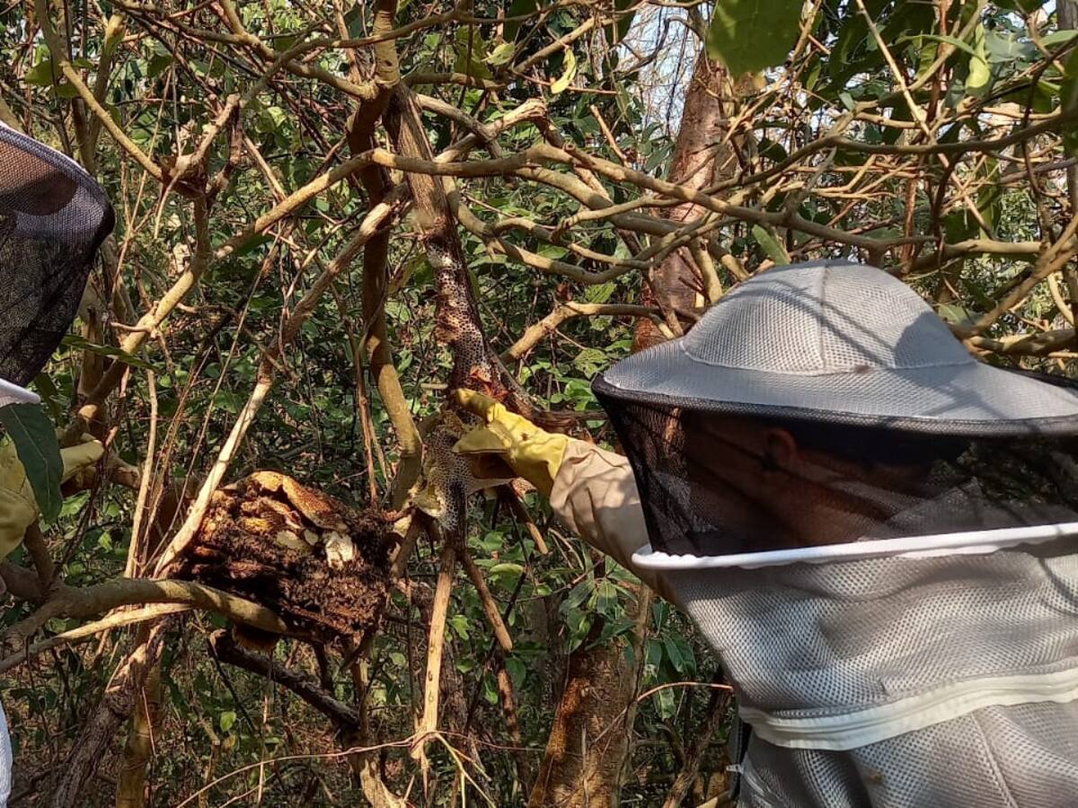 Se convoca a mesa institucional para coordinar atención de casos de abejas en Cartagena