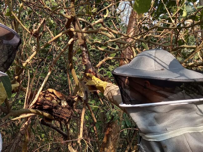 Se convoca a mesa institucional para coordinar atención de casos de abejas en Cartagena