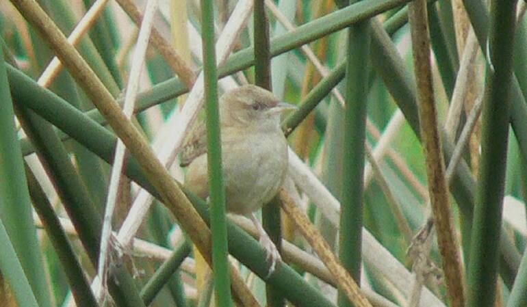 El Cucarachero de Pantano  y los humedales de Bogotá.