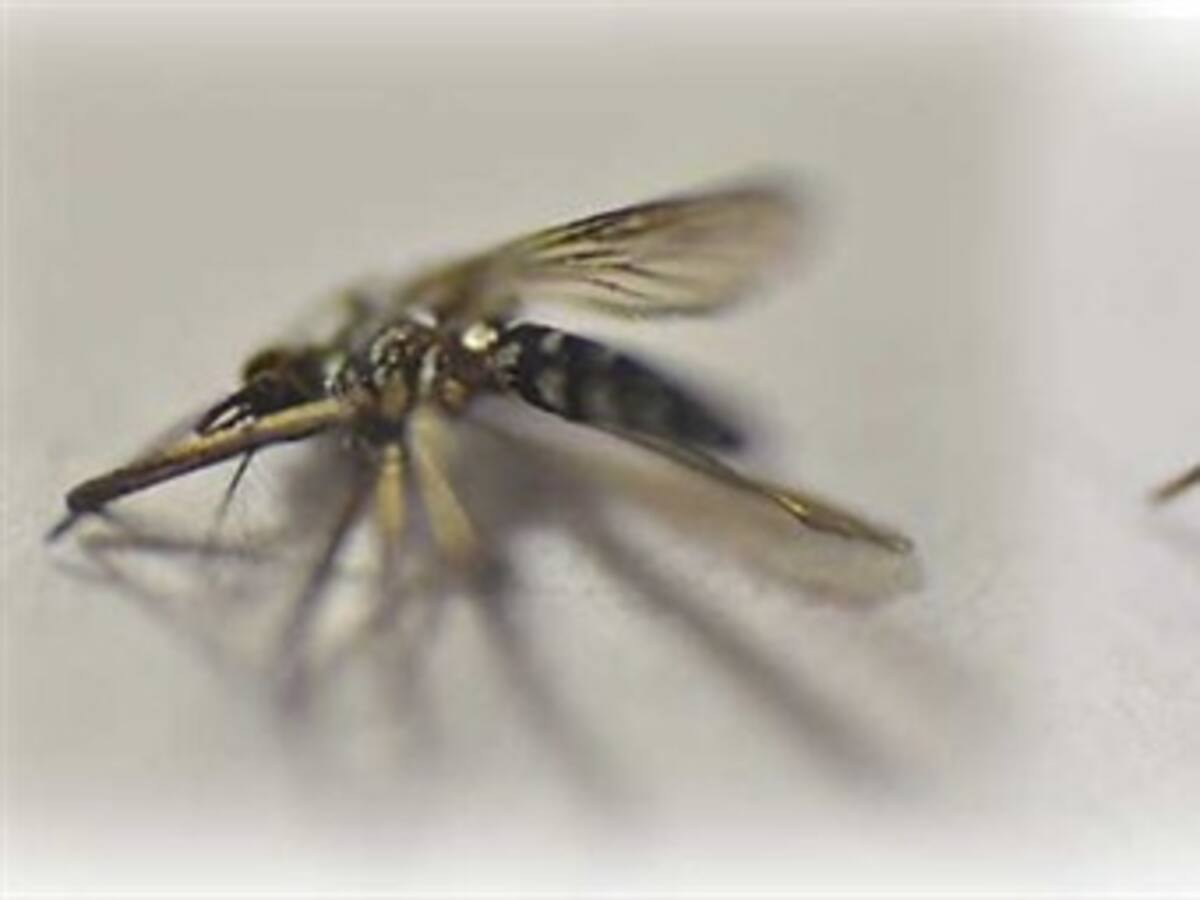 El chikungunya llegó a Colombia