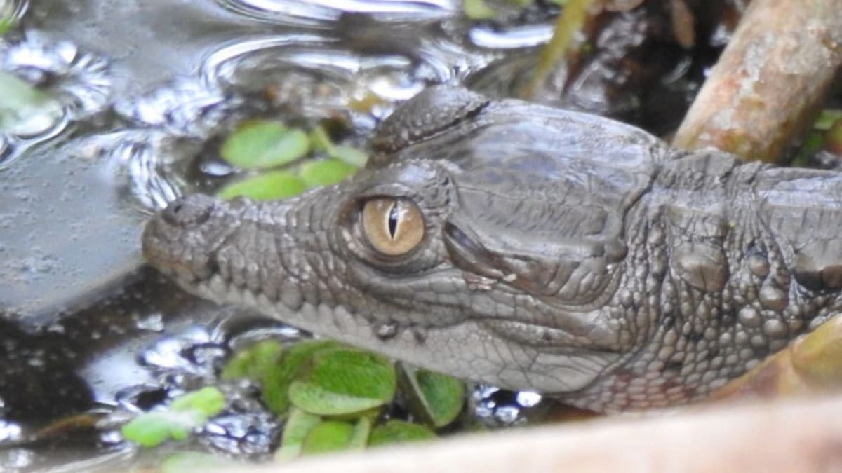 Nacieron 25 caimanes agujas en el Vía Parque Isla de Salamanca