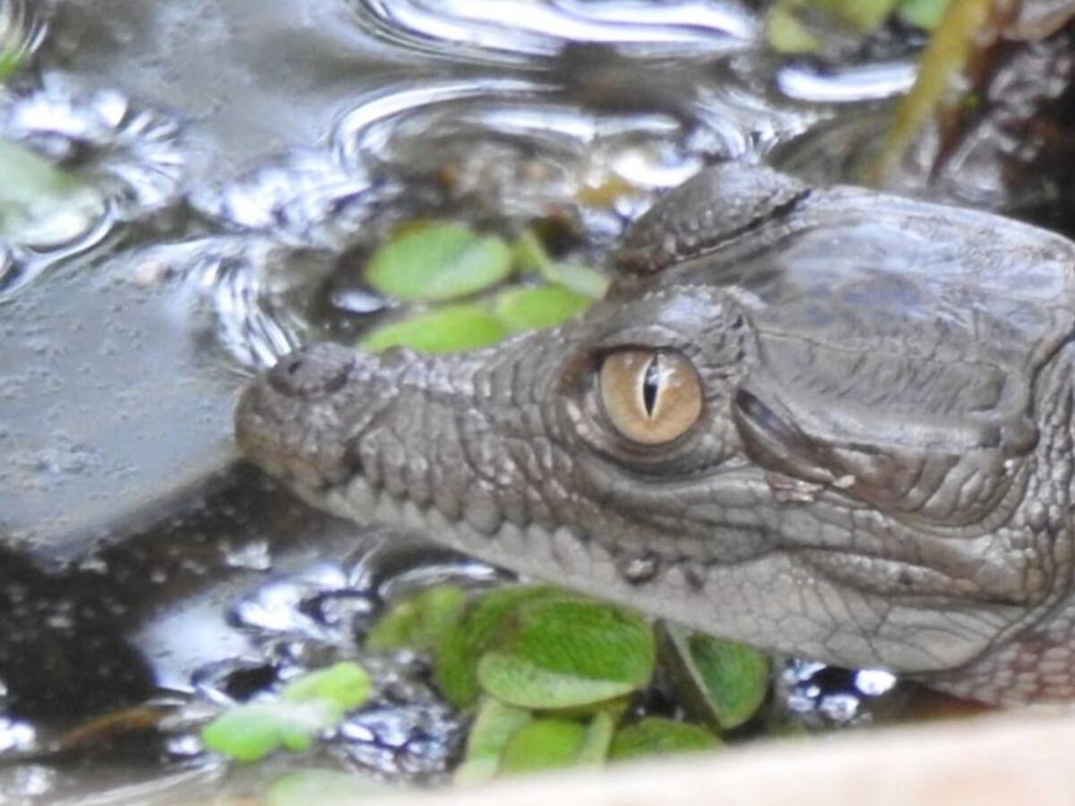 Nacieron 25 caimanes agujas en el Vía Parque Isla de Salamanca