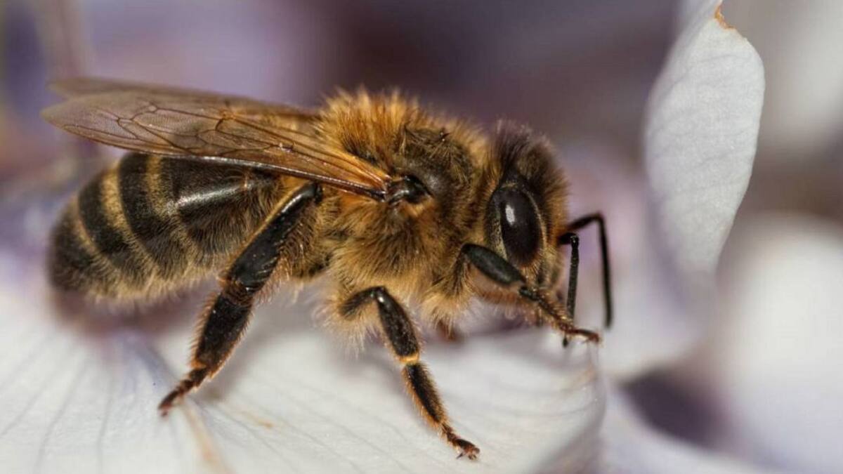 Ordenanza busca la protección de las abejas en el Quindío
