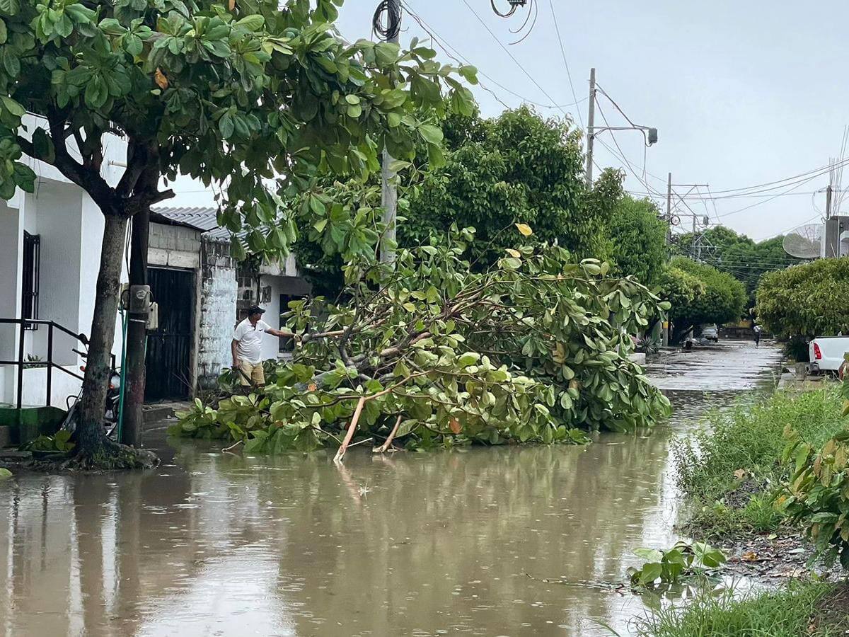 Lluvias en el Atlántico: árboles caídos en Suan y daños en techos de colegios en Polonuevo
