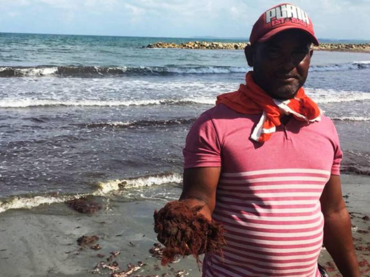 Algas rojas invaden playas de Cartagena