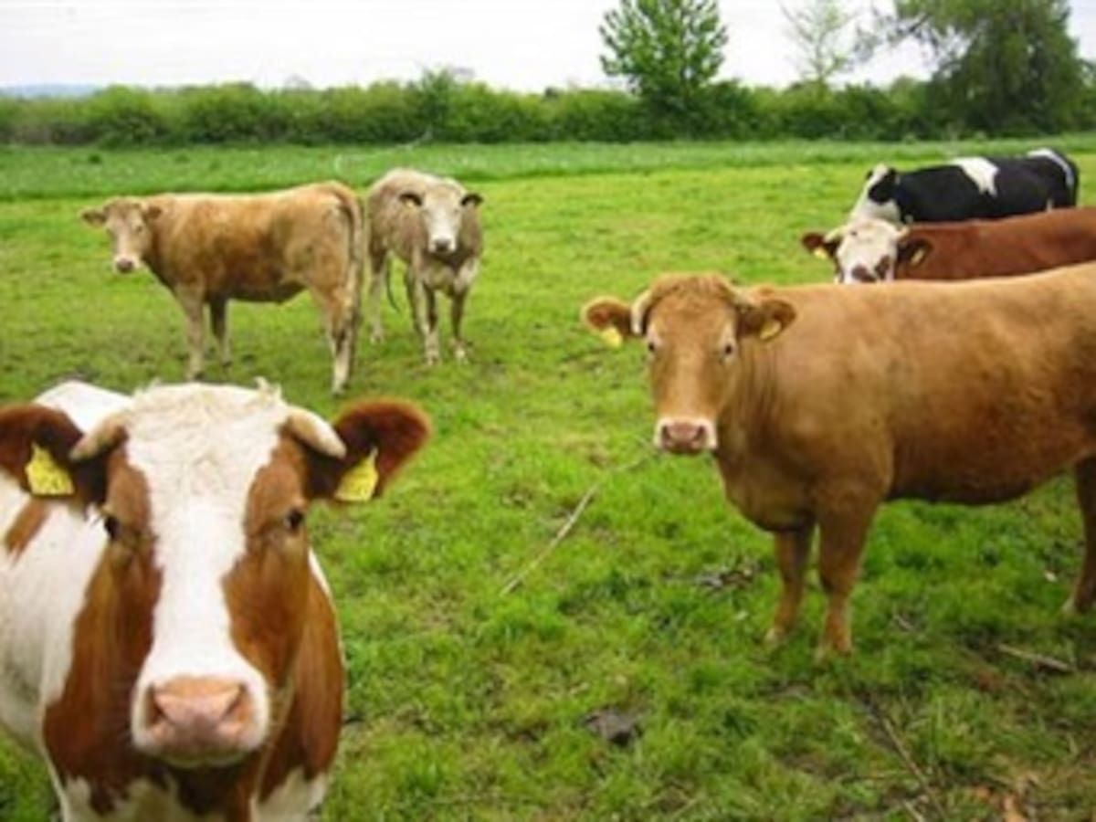 El Instituto Colombiano Agropecuario lanza nuevo programa de identificación animal