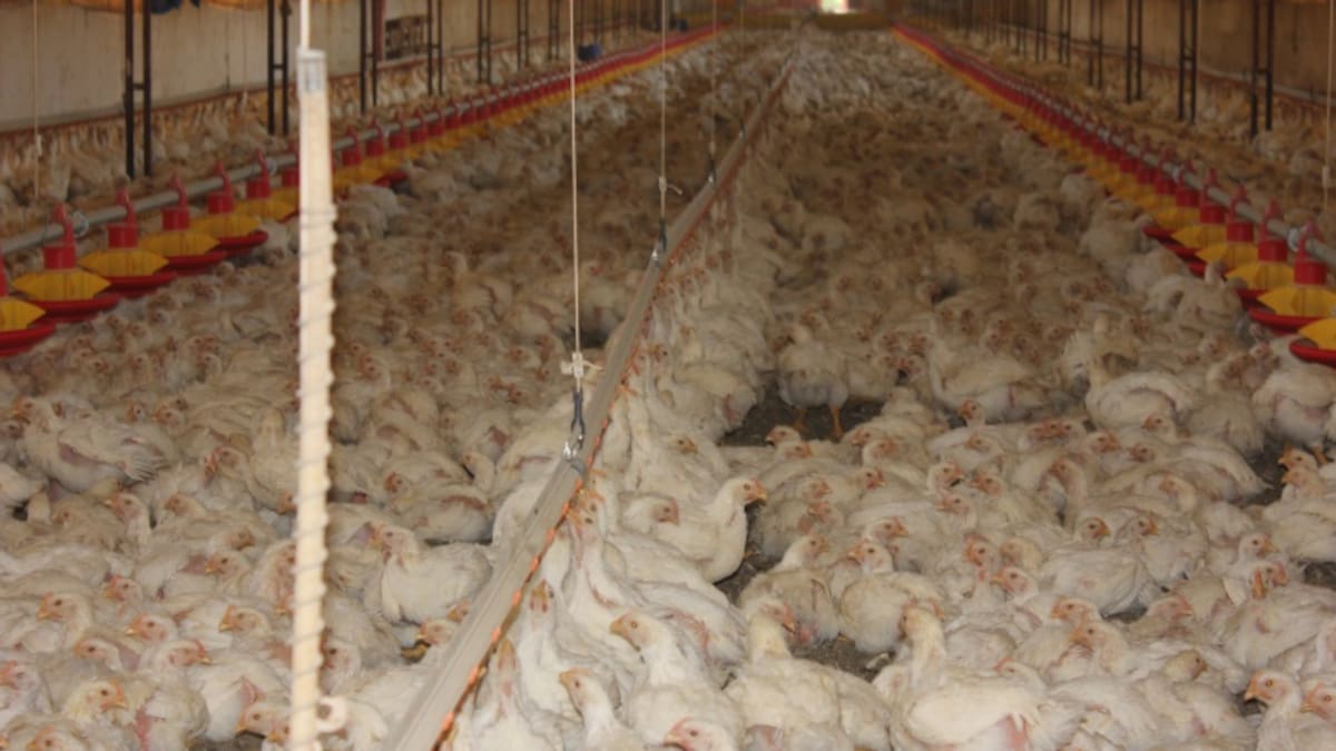 ¿Es mejor comer pollo o gallina?
