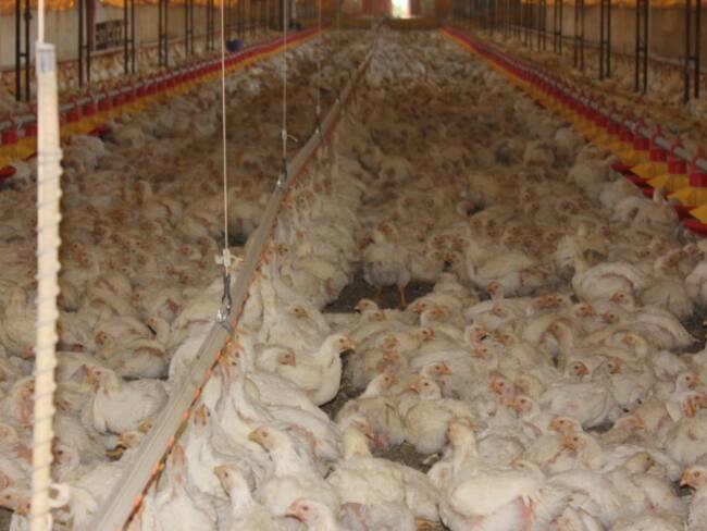 Producción avícola