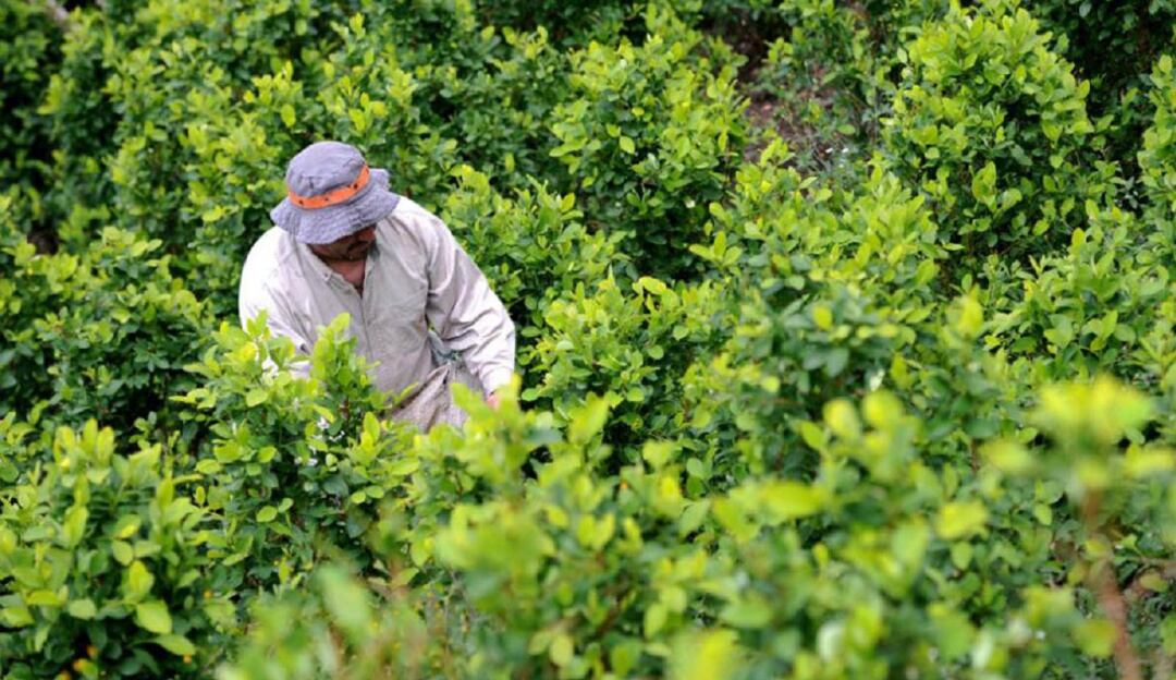 Cultivos de coca en Colombia