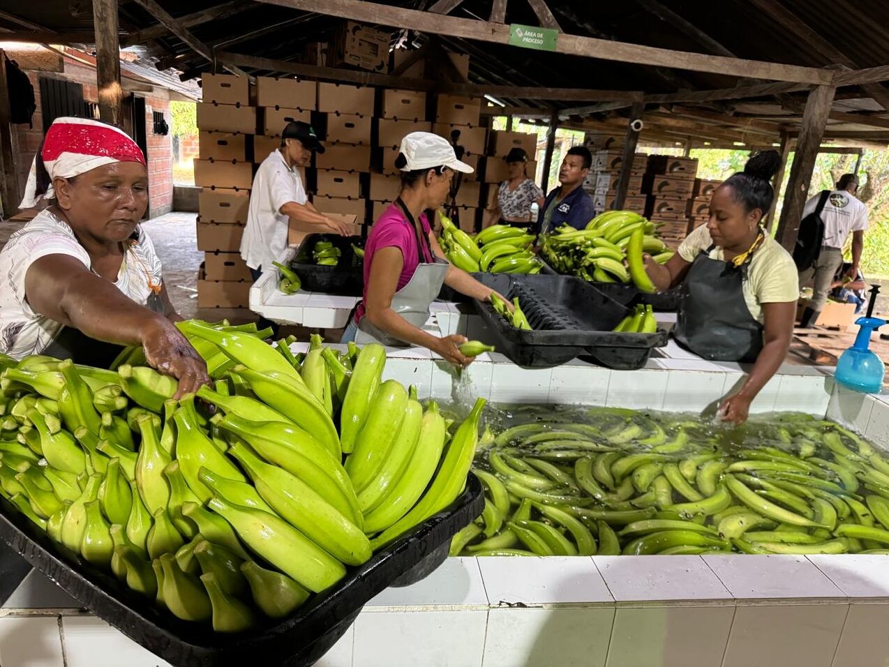 Empresa bananera Belén de Bajirá- foto Grupo Éxito