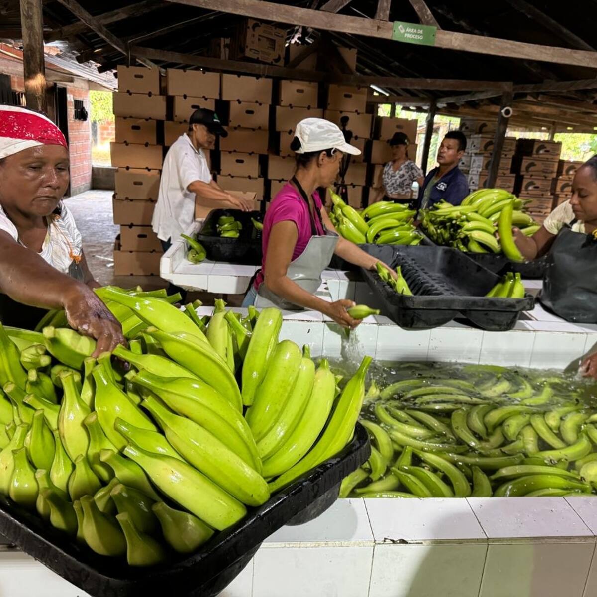 Grupo Éxito comprará productos agrícolas a campesinos de sustitución de cultivos ilícitos