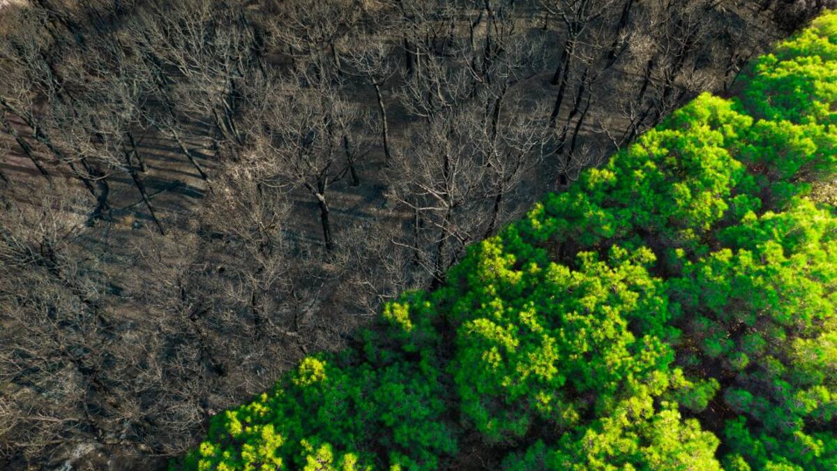 El monitoreo comunitario e institucional para enfrentar la deforestación