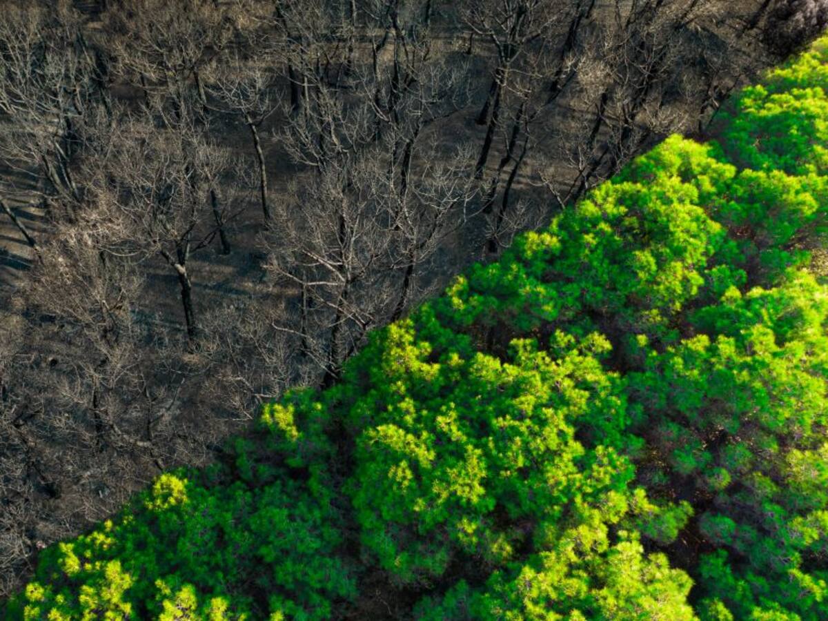 Enfoque de políticas interinstitucionales han ayudado a disminuir la deforestación