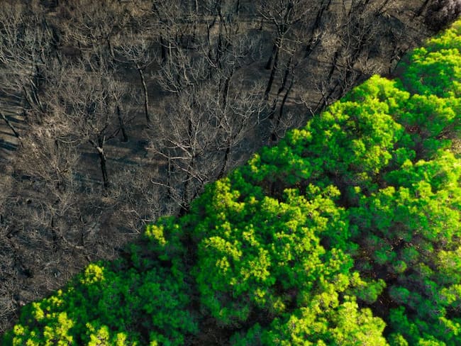 El monitoreo comunitario e institucional para enfrentar la deforestación