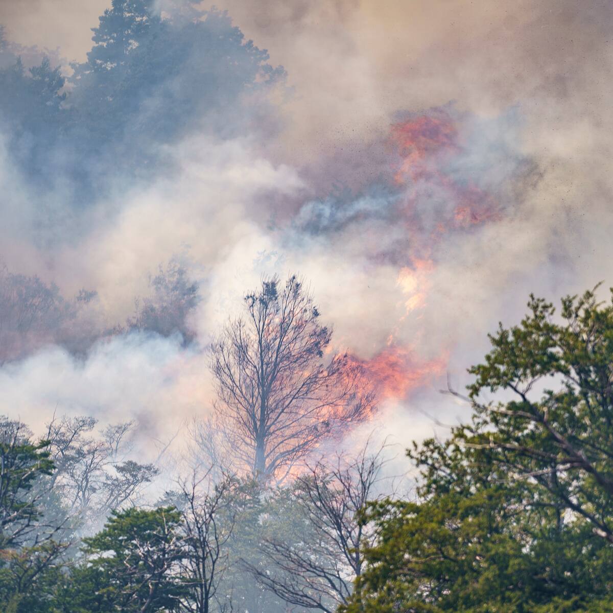 Argentina: siete personas mueren en accidente de helicóptero de lucha contra incendios forestales