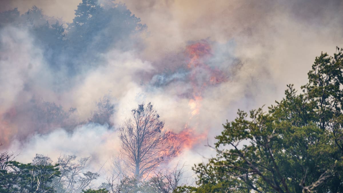 Alerta en La Playa de Belén por incendio forestal que ha consumido varias hectáreas de cultivos