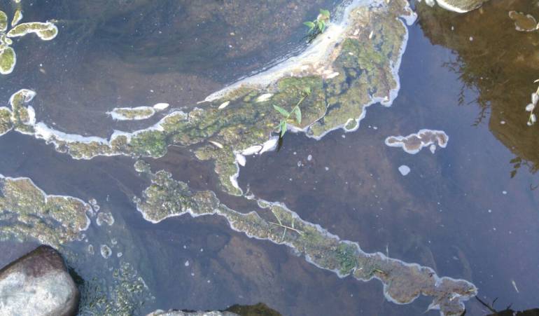 Los habitantes de Santa Rosa de Cabal advirtieron por el riesgo de las aguas contaminadas del río que surte sus acueductos rurales.