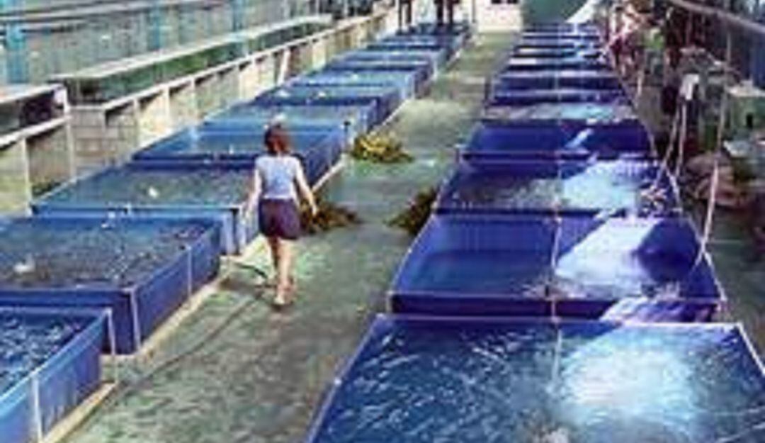 Los cerca de mil cuatrocientos piscicultores de la región, podrán disfrutar de herramientas que los llevaran aumentar la cría de alevinos.