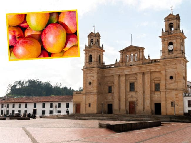 El mango más pesado del mundo se encuentra en Boyacá Foto: Getty Images