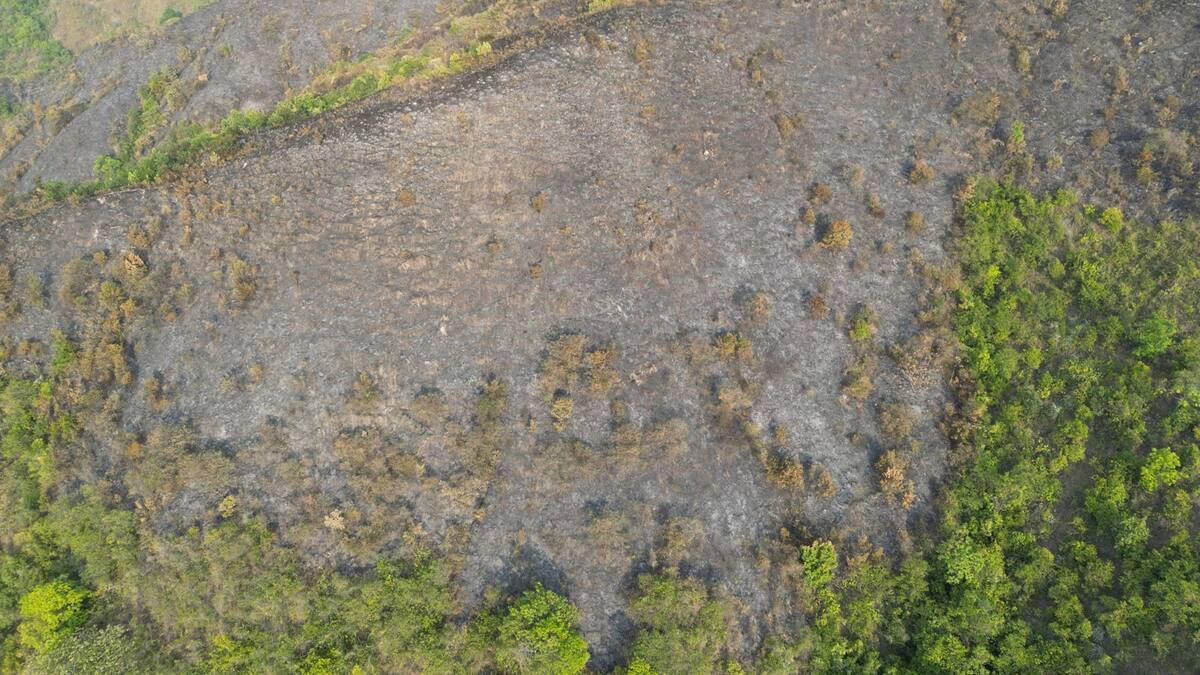 Incendio forestal consume 42 hectáreas en Rivera y genera alerta ambiental