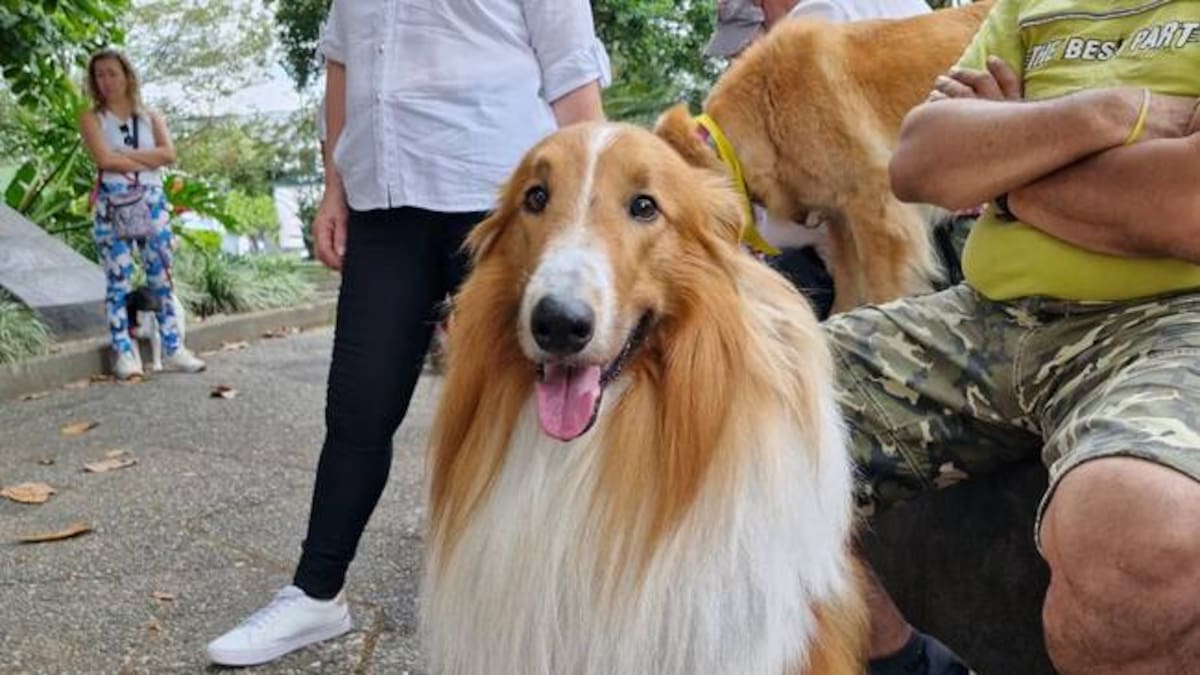 Informe mesa animal del Quindío