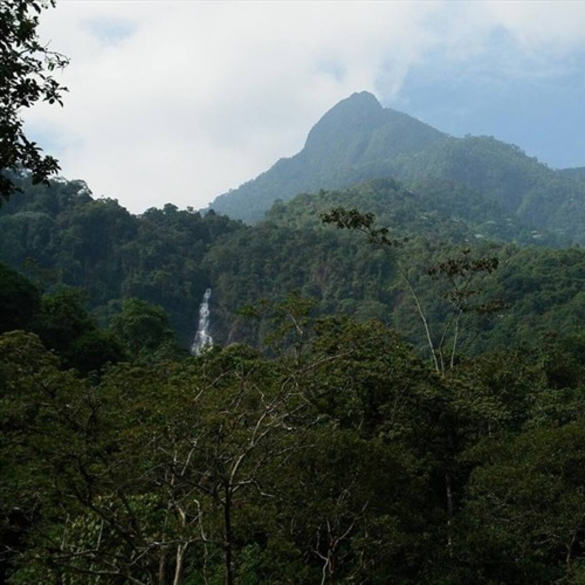 Cali instala 100 cámaras trampa para monitorear fauna y flora con inteligencia artificial