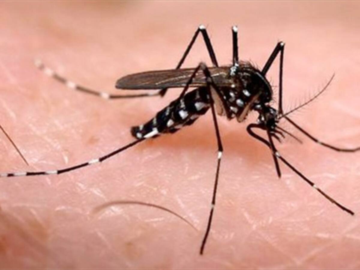 Con fumigaciones y toldillos se enfrenta al Chikungunya en el país