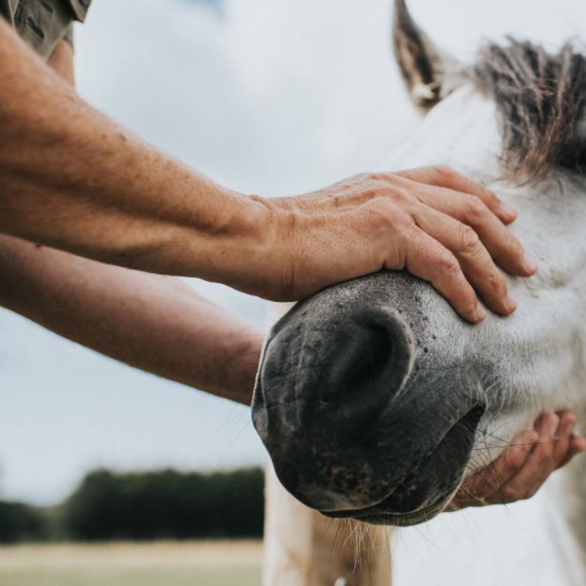 Dieciséis caballos lesionados dejó la cabalgata de las fiestas de Sogamoso