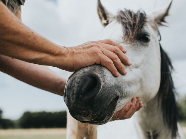 Indignante caso de hombres que mataron a un caballo en un refugio equino