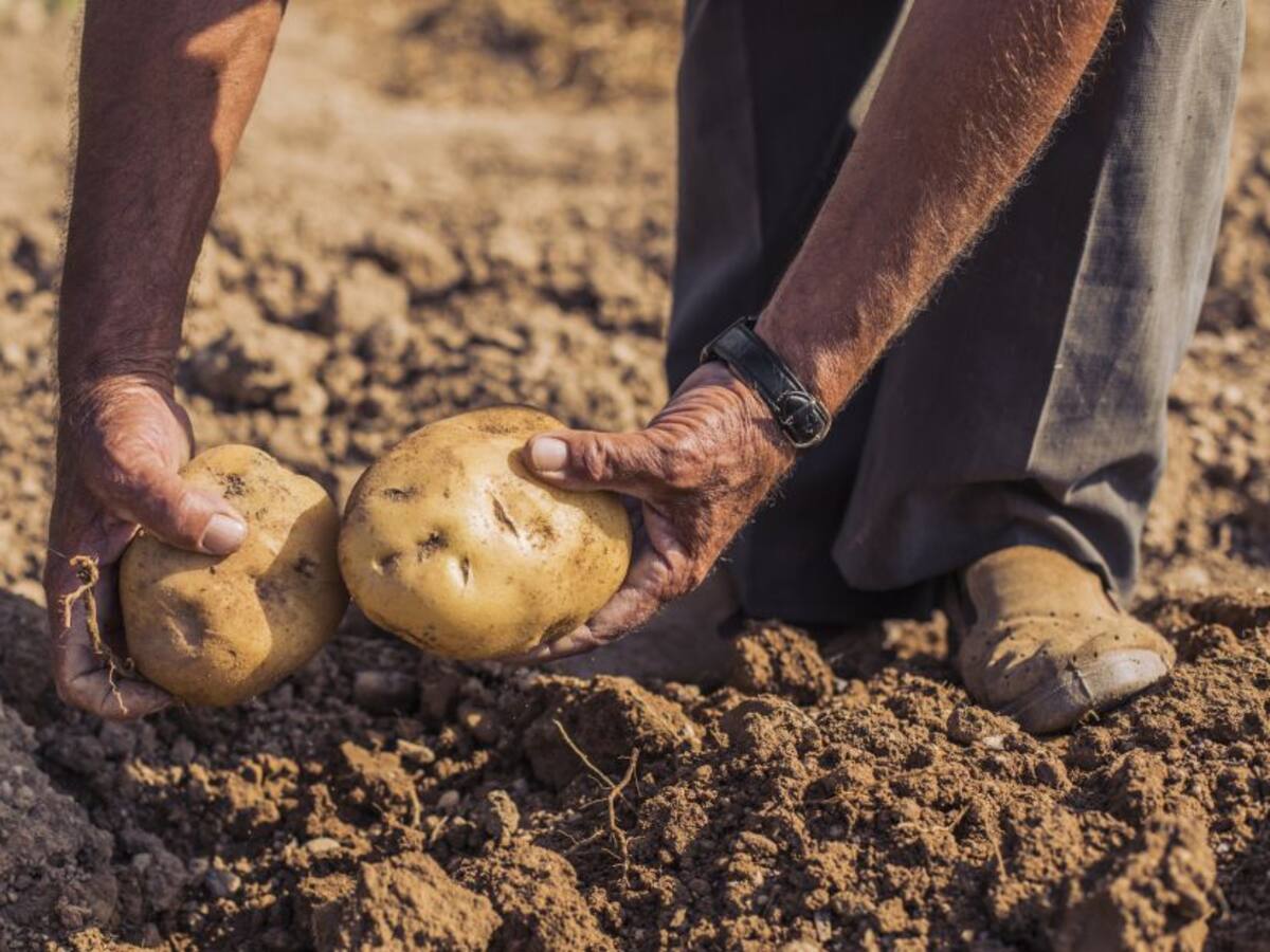 Inicia la ‘papatón’ en peajes cercanos a Bogotá