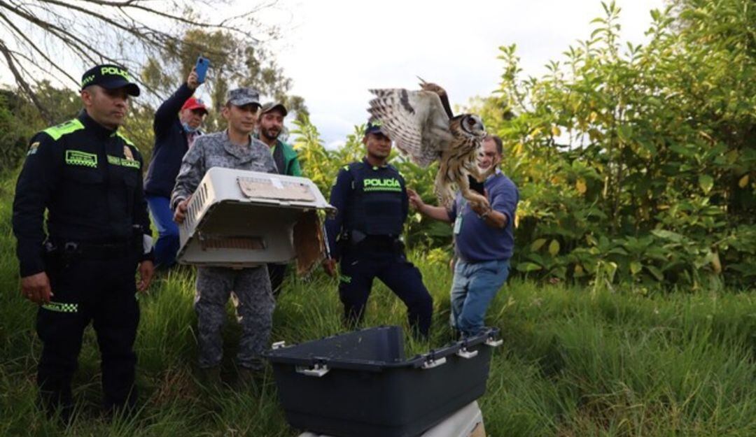 Liberan a 33 animales silvestres en el humedal de Bogotá