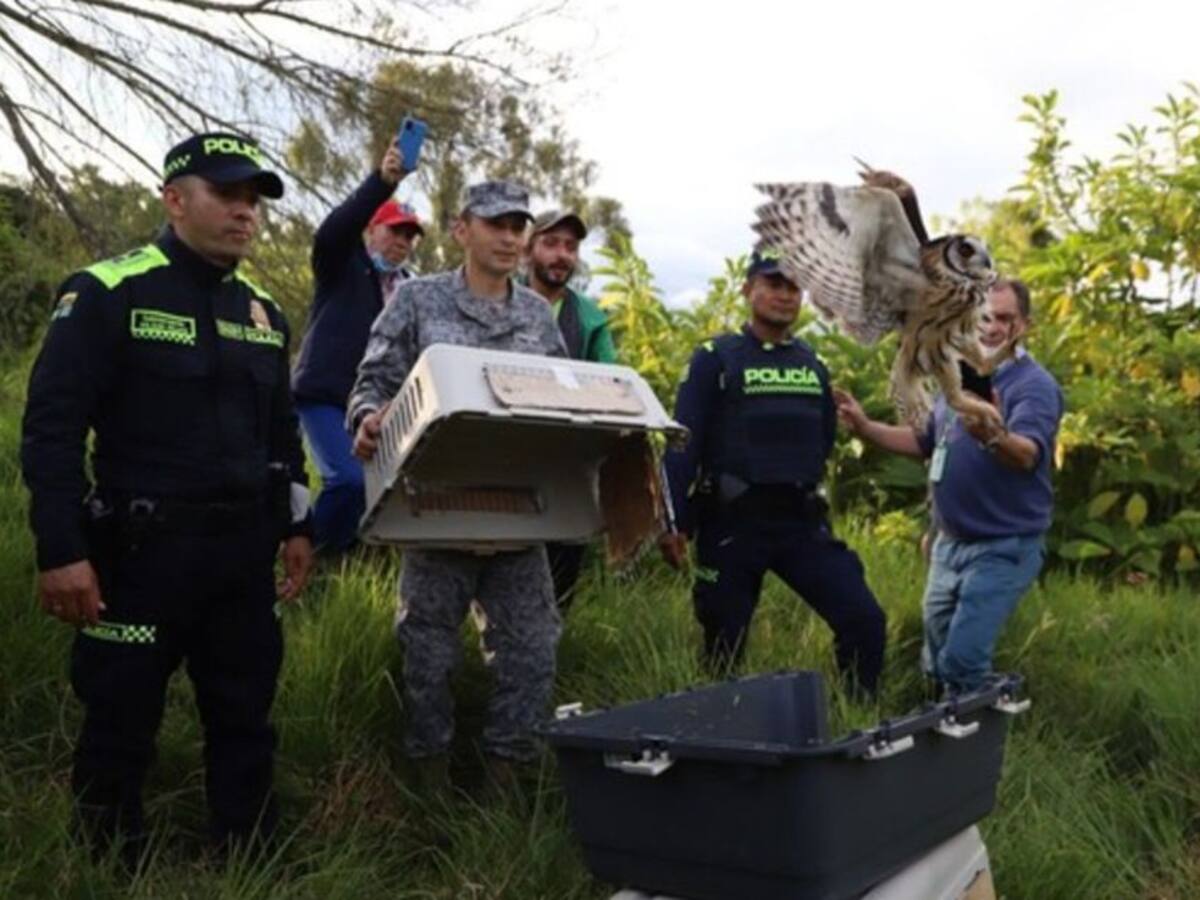 Liberan a 33 animales silvestres en el humedal de Bogotá