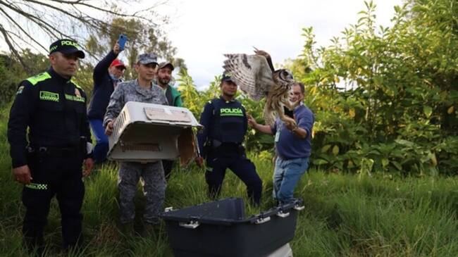 Liberan a 33 animales silvestres en el humedal de Bogotá
