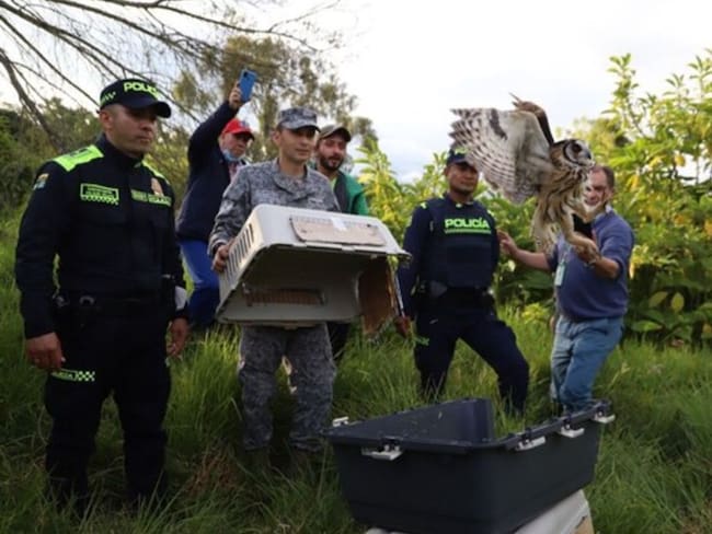 Liberan a 33 animales silvestres en el humedal de Bogotá