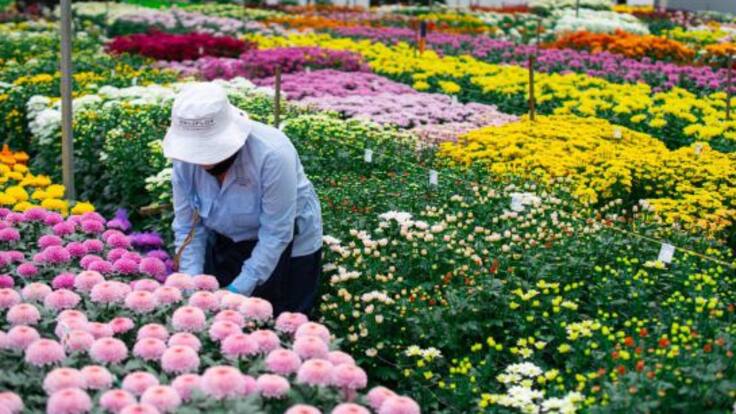 SANAMENTE LAS ESENCIAS FLORALES 09 DE AGOSTO
