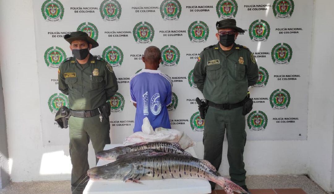 La Policía sorprendió al detenido con 20 kilos de esta especie en vía de extinción