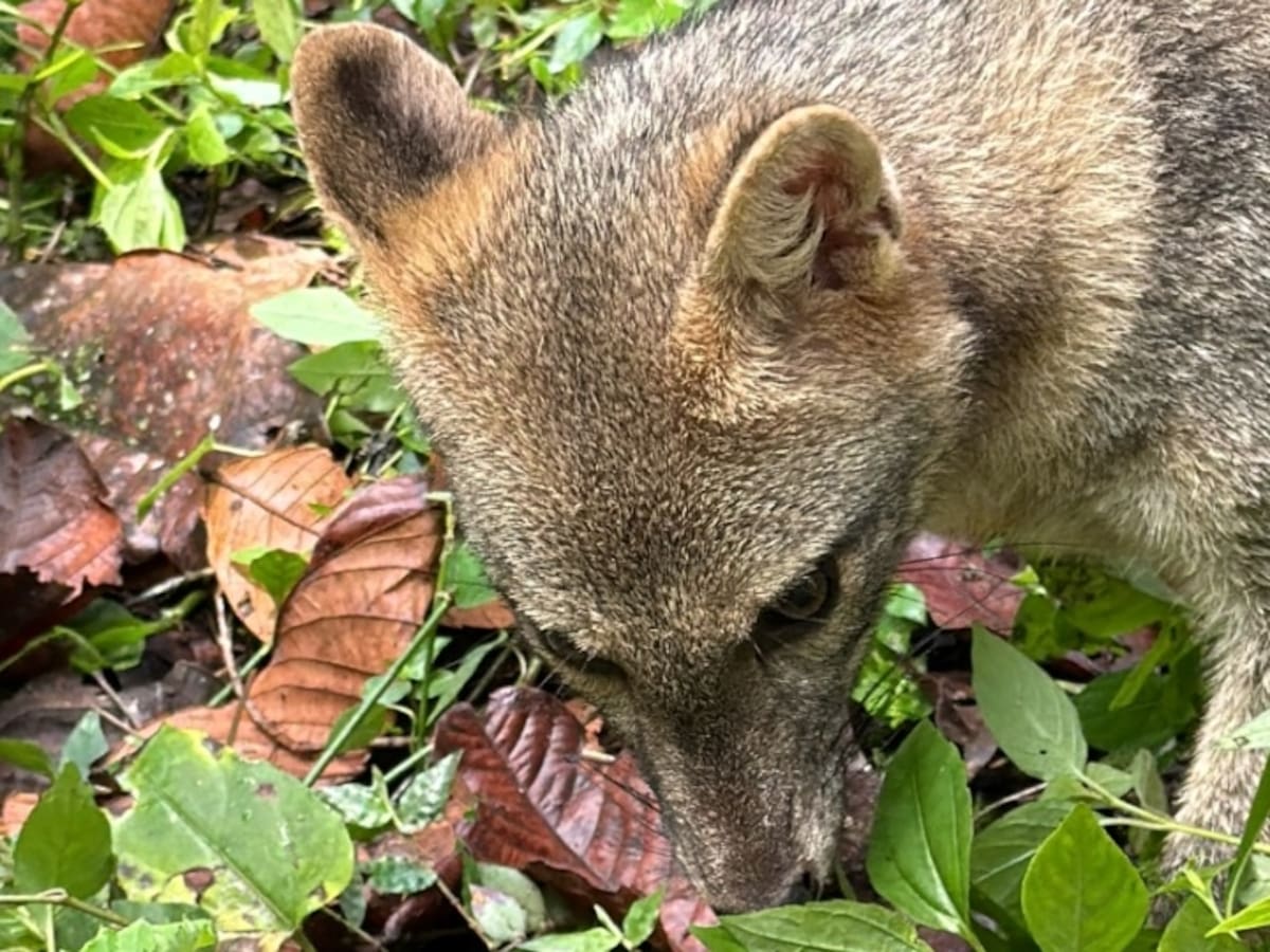 En imágenes: Liberan águila negra y zorros tras procesos de rehabilitación en Santander
