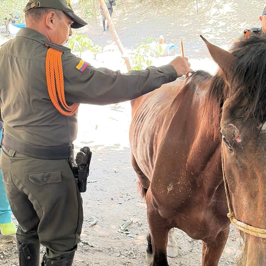 Indignación por presunto maltrato animal en el Parque Tayrona/ Cortesia