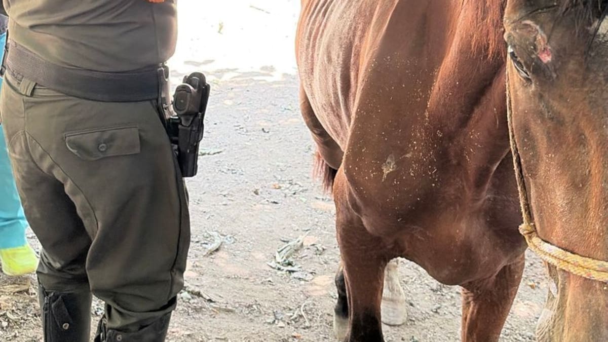 Indignación por presunto maltrato animal en el Parque Tayrona