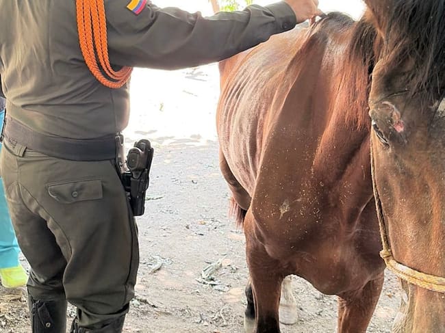Indignación por presunto maltrato animal en el Parque Tayrona/ Cortesia