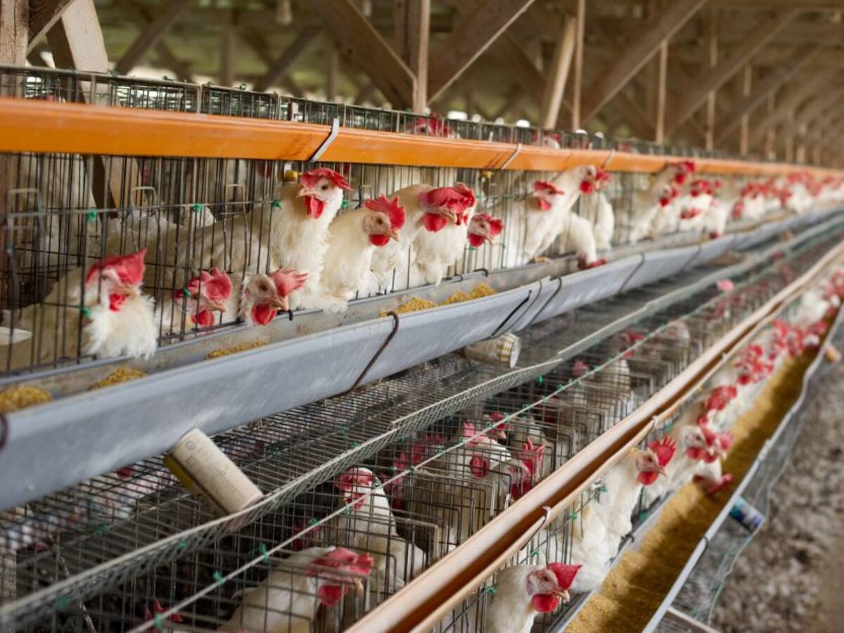 La oferta de pollo y huevo están disparadas, pero sus precios al alza