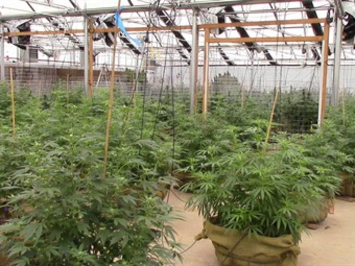 Marihuana legal en Colorado: hablan productores, consumidores y políticos
