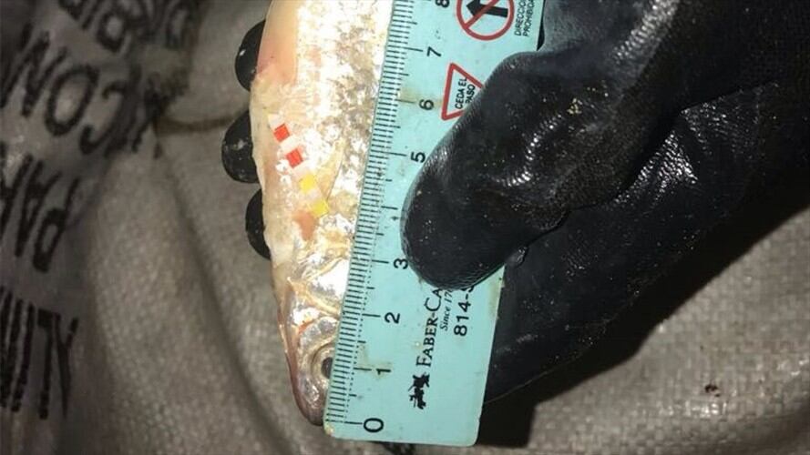 El pescado no tenía la talla mínima que exige la ley para su comercialización. Foto: Policía Ambiental
