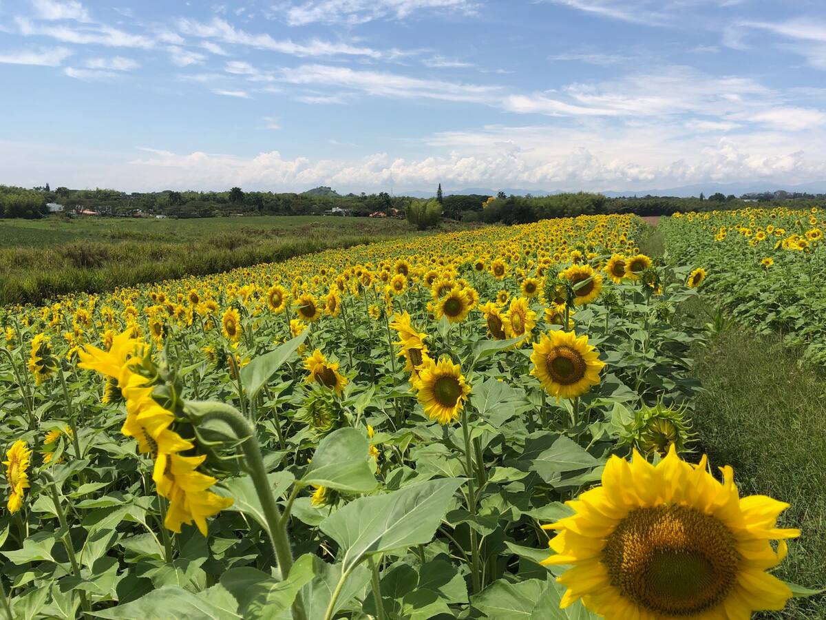 Girasol oleico, para alimentar bien y más económico a los animales de granja