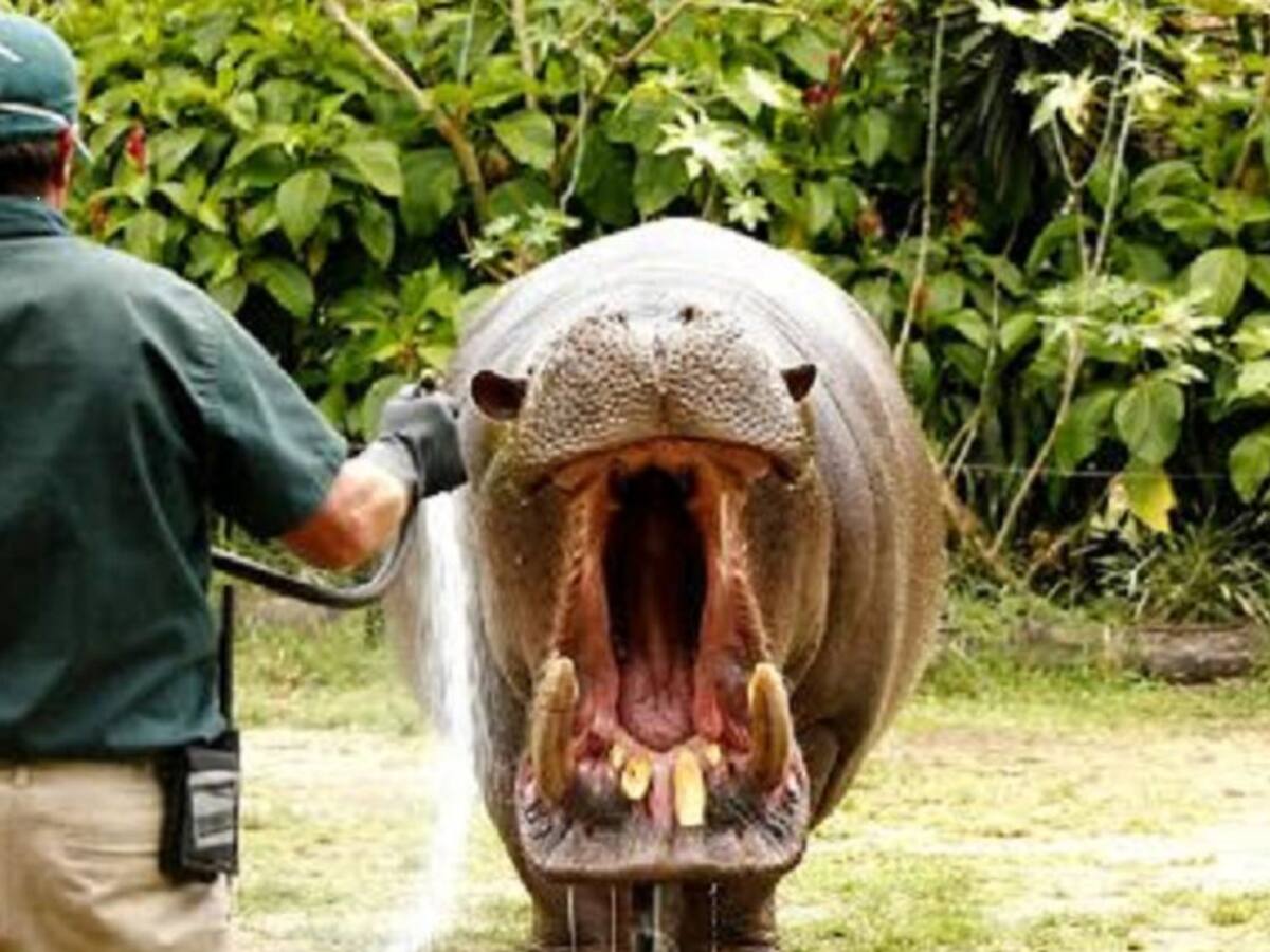 Con paletas refrescan a los animales en el Zoológico de Medellín