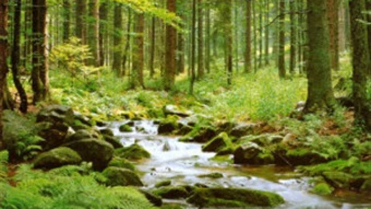 Bosques, afectados por el cambio climático
