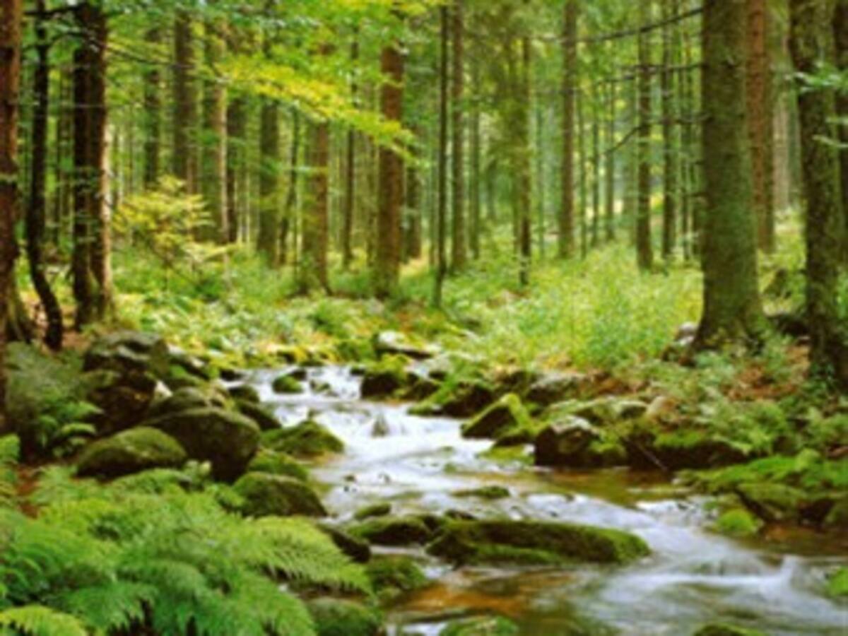 Bosques, afectados por el cambio climático