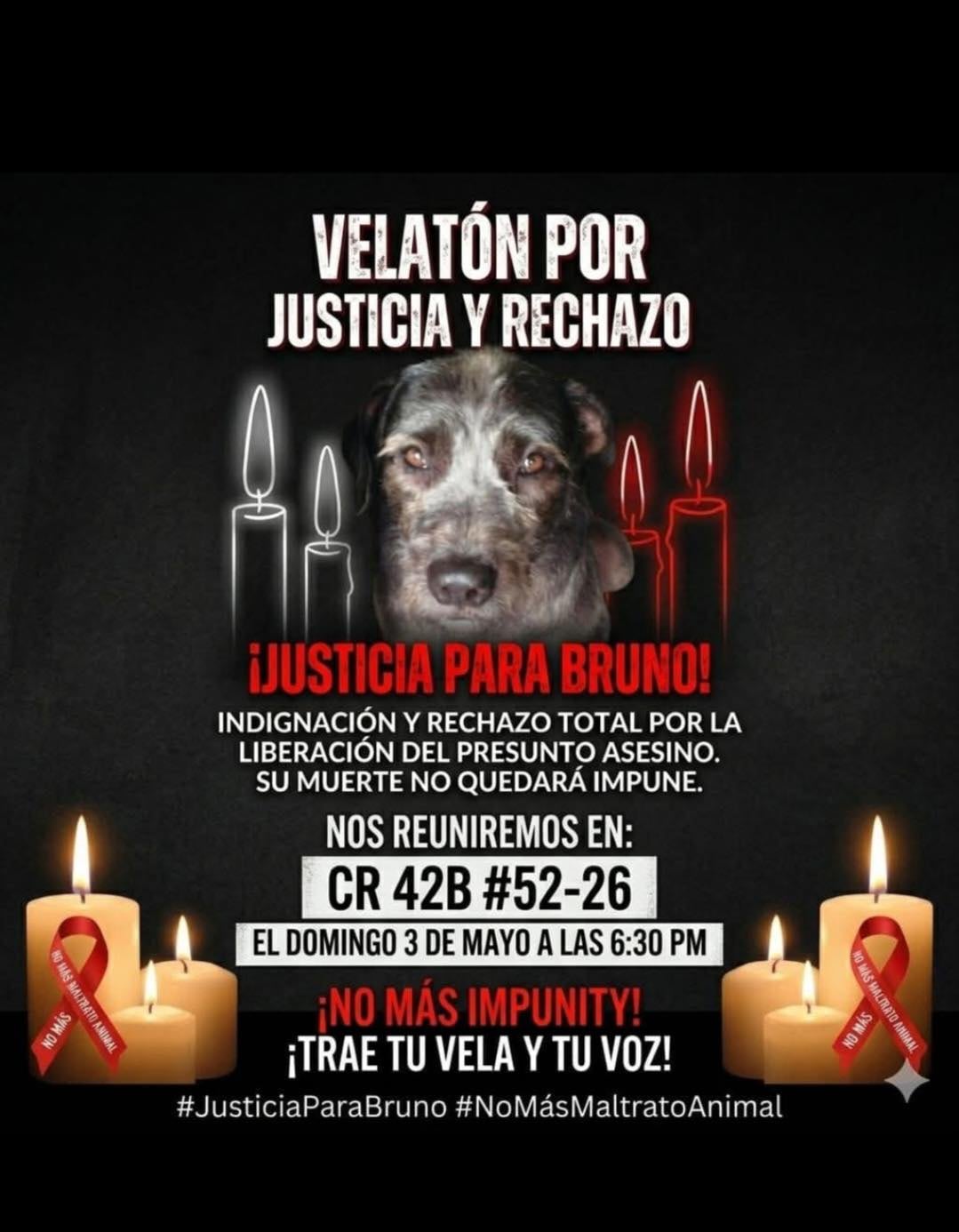 Caso de maltrato animal en Palmira Valle del Cauca