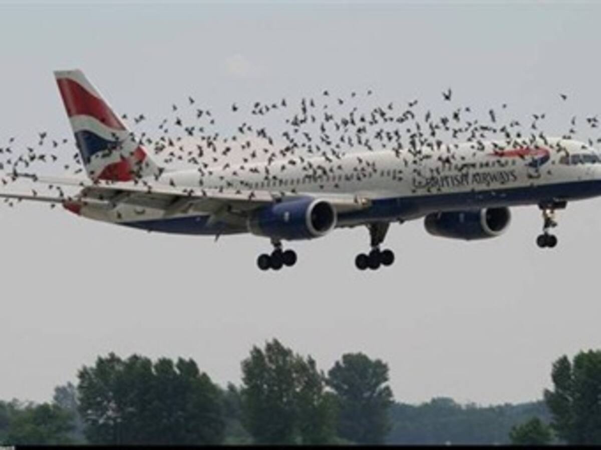 Aeropuerto de Florida tendrá especialista en ahuyentar pájaros de las pistas